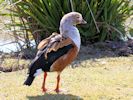 Orinoco Goose (WWT Slimbridge April 2013) - pic by Nigel Key